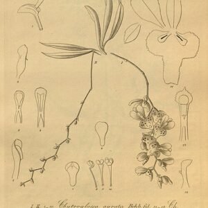 Golden Chytroglossa marileoniae Xenia coral polyp on dark background.