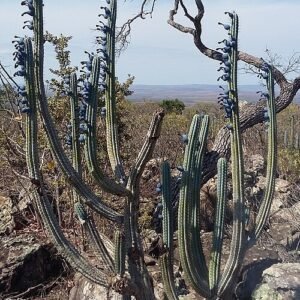 Cipocereus bradei cactus met lange groene stengels en witte doornen.
