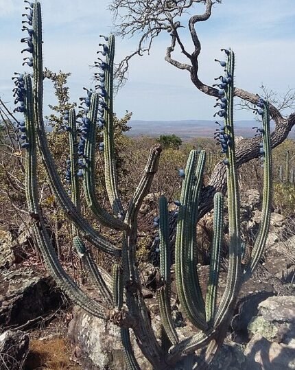 Cipocereus bradei cactus met lange groene stengels en witte doornen.