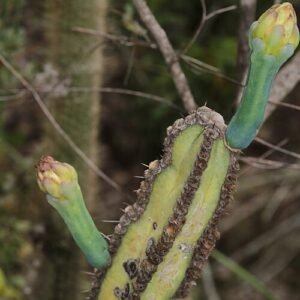 Cipocereus crassisepalus cactus met langwerpige groene stelen en kleine witte bloemen in bloei.