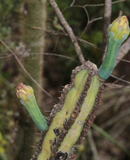 Cipocereus crassisepalus cactus met langwerpige groene stelen en kleine witte bloemen in bloei.