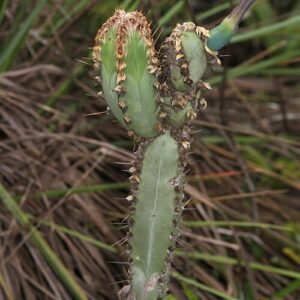 Cipocereus cactus met lange groene stekels en witte doornen in pot.