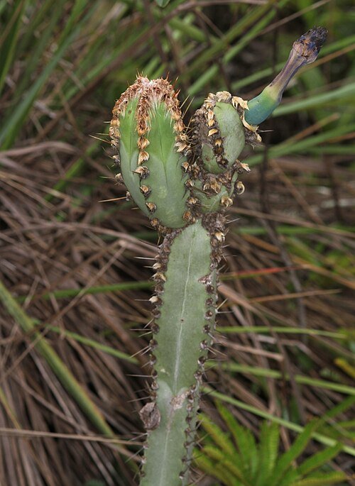 Cipocereus cactus met lange groene stekels en witte doornen in pot.