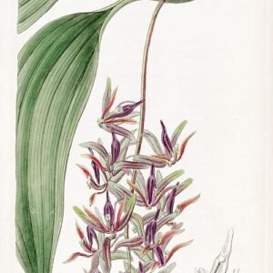 Illustratie van Cirrhaea met delicate bloemen in levendige kleuren.