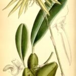 Bloeiende Bulbophyllum nocturnum orchidee op kleigrond.