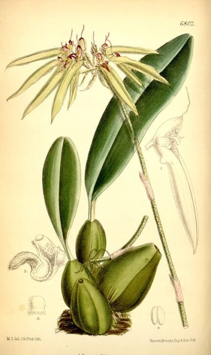 Bloeiende Bulbophyllum nocturnum orchidee op kleigrond.