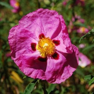 Paarse bloemen en groene bladeren van Cistus purpureus struik.