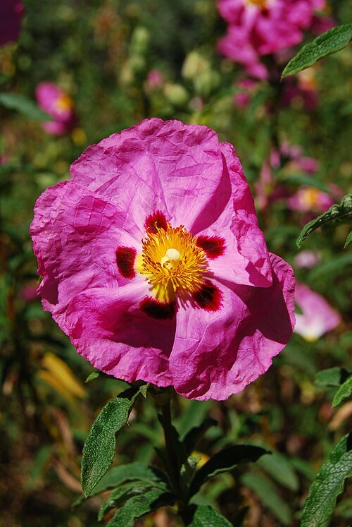 Paarse bloemen en groene bladeren van Cistus purpureus struik.