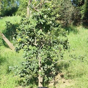 Citronella mucronata plant in Jardin Botanico de Barcelona, Spain.