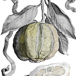 Bizzarria citrusvrucht op tak met bladeren.