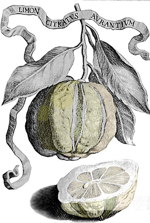 Bizzarria citrusvrucht op tak met bladeren.