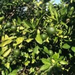 Verse limoenboom met groene vruchten en bladeren tegen witte achtergrond.