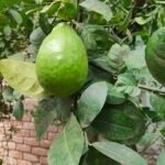 Frisse groene Rangpur citrusvrucht op een witte achtergrond.