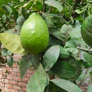Frisse groene Rangpur citrusvrucht op een witte achtergrond.