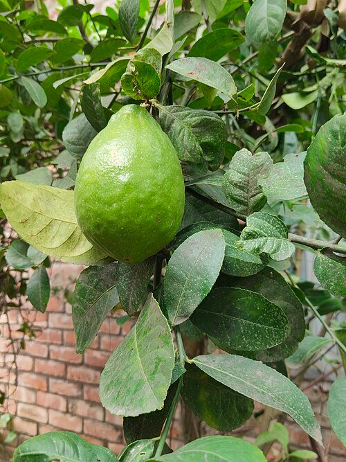 Frisse groene Rangpur citrusvrucht op een witte achtergrond.