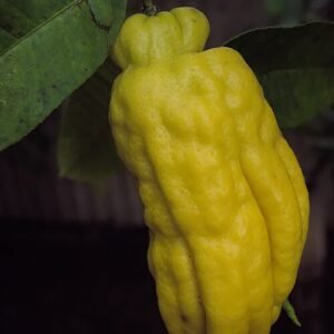 Citrus medica var. sarcodactylis vrucht op tafel.