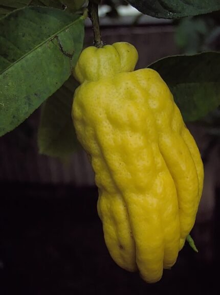 Citrus medica var. sarcodactylis vrucht op tafel.