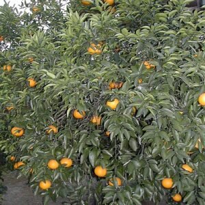 Rijpe Amanatsu-citrusvruchten op boom met groene bladeren.