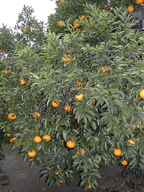 Rijpe Amanatsu-citrusvruchten op boom met groene bladeren.