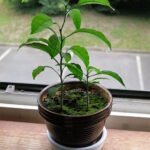 Jonge sinaasappelboom in pot met beperkte winterhardheid, in zonnige standplaats.