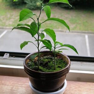 Jonge sinaasappelboom in pot met beperkte winterhardheid, in zonnige standplaats.