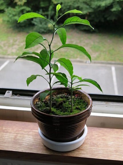 Jonge sinaasappelboom in pot met beperkte winterhardheid, in zonnige standplaats.