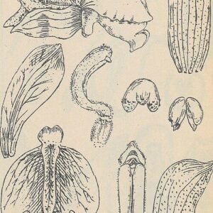 Groen-witte Claderia orchidee bloem op vintage illustratie uit 1925.