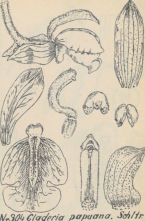 Groen-witte Claderia orchidee bloem op vintage illustratie uit 1925.