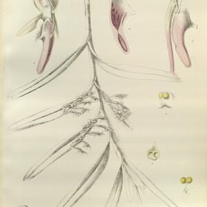 Gele Cleisocentron orchidee in Himalaya omgeving.