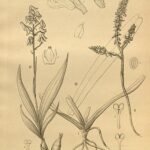 Cleisomeria orchidee met witte bloemen en groene bladeren op heldere achtergrond.
