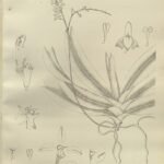 Cleisostoma aspersum orchidee met witte bloemen en groene bladeren.