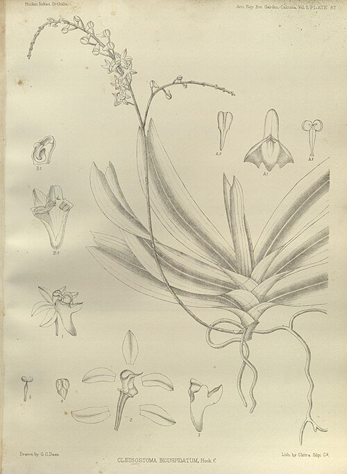 Cleisostoma aspersum orchidee met witte bloemen en groene bladeren.