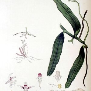Witte orchidee met groene bladeren op botanische illustratie uit 1877.
