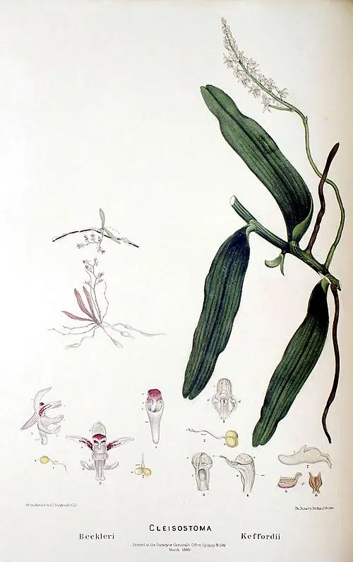 Witte orchidee met groene bladeren op botanische illustratie uit 1877.