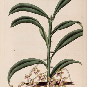 Robiquetia succisa orchidee met gele bloemen en langwerpige bladeren in botanische illustratie.