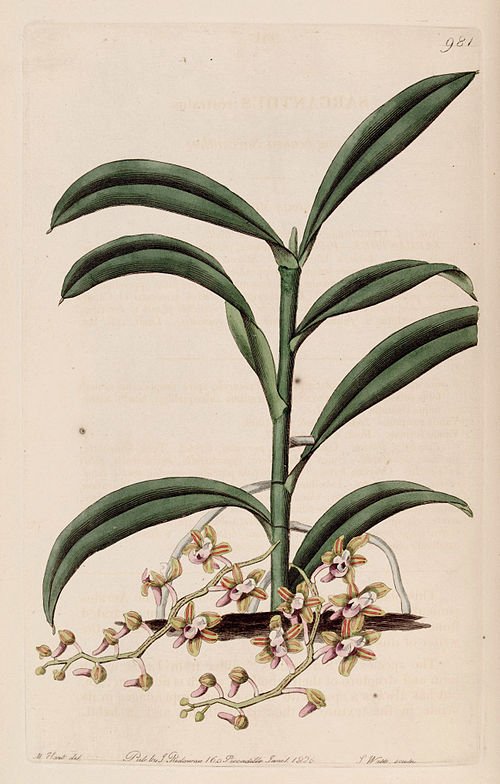 Robiquetia succisa orchidee met gele bloemen en langwerpige bladeren in botanische illustratie.