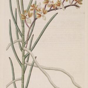 Bloeiende Cleisostoma simondii orchidee op houten achtergrond.