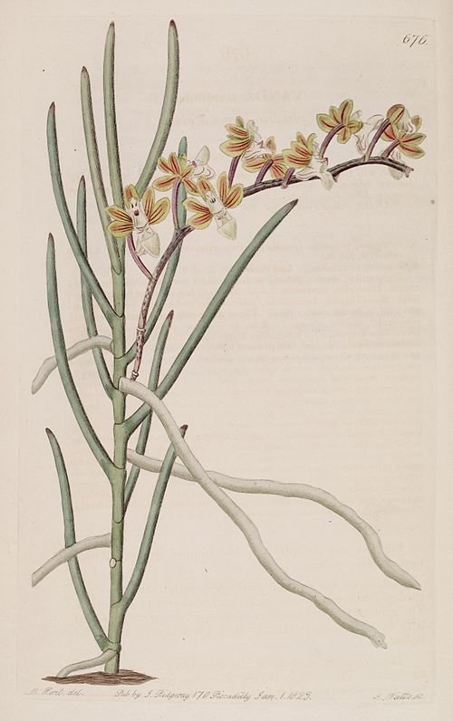 Bloeiende Cleisostoma simondii orchidee op houten achtergrond.