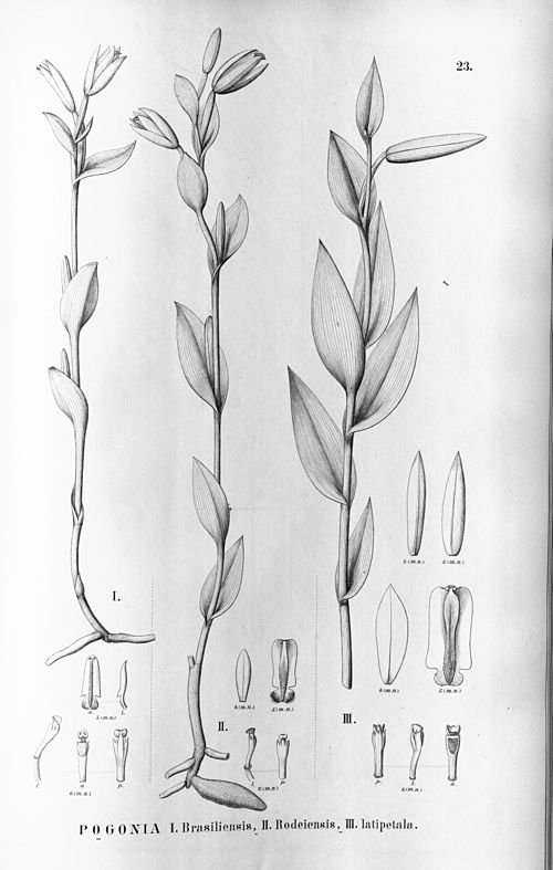 Bloeiende Cleistes orchideeën in diverse kleuren en vormen.