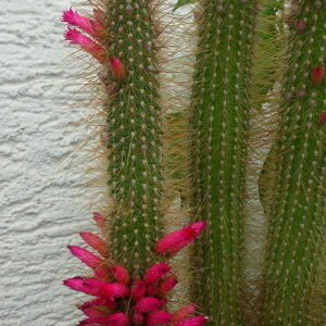 Cleistocactus hildegardiae cactus met rode bloemen op witte achtergrond.