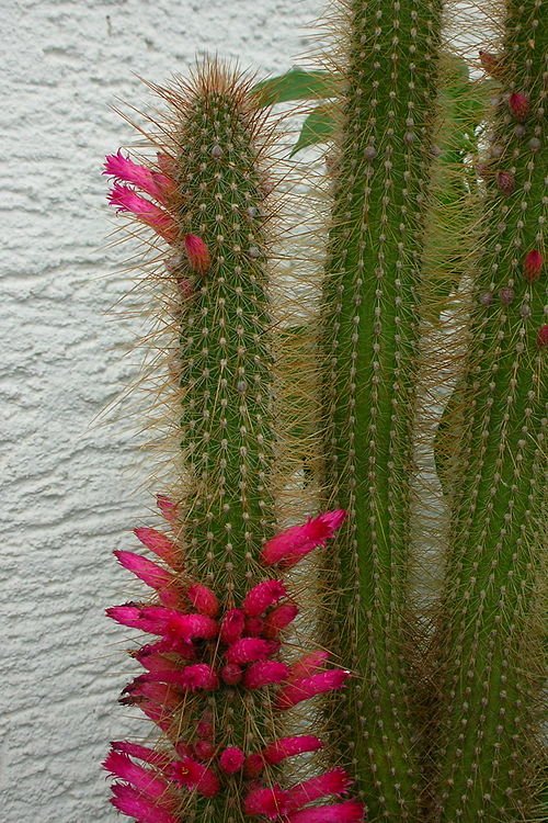 Cleistocactus hildegardiae cactus met rode bloemen op witte achtergrond.