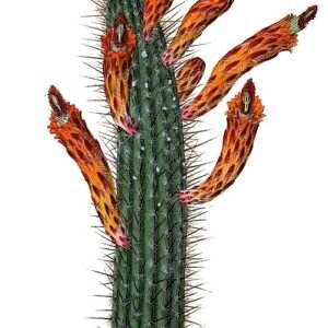 Cleistocactus baumannii cactus met lange stekelige stelen en helderrode bloemen in bloei tegen een vervaagde achtergrond.
