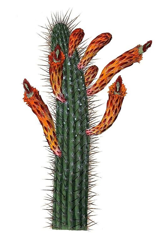 Cleistocactus baumannii cactus met lange stekelige stelen en helderrode bloemen in bloei tegen een vervaagde achtergrond.