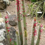 Winteria cactusplant met rode bloemen en groene stekels.