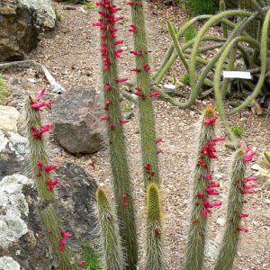 Winteria cactusplant met rode bloemen en groene stekels.