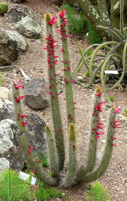 Winteria cactusplant met rode bloemen en groene stekels.