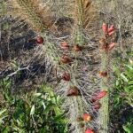 Cleistocactus candelilla cactus met lange, slanke groene stelen bedekt met witte stekels, bloeiende rode bloemen.