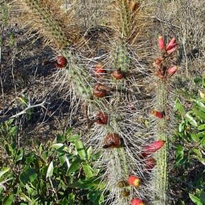 Cleistocactus candelilla cactus met lange, slanke groene stelen bedekt met witte stekels, bloeiende rode bloemen.