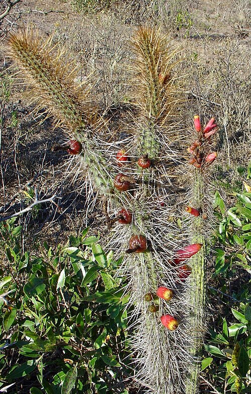 Cleistocactus candelilla cactus met lange, slanke groene stelen bedekt met witte stekels, bloeiende rode bloemen.
