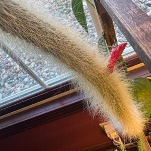 Cleistocactus colademononis met witte haren en rode stekels in pot.